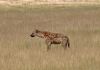 Hyena kouk, co by zakousla