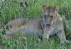 Lvi v Masai Mara