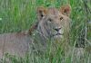 Lvi v Masai Mara