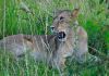 Lvi v Masai Mara