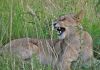 Lvi v Masai Mara