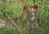 Lvi v Masai Mara