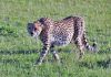 Gepard