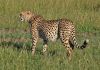 Gepard