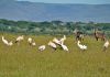 Fauna na jezee Naivasha