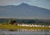 Jezero Naivasha