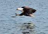 Fishing eagle opt v akci