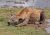Hyena lec, spc