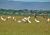 Fauna na jezee Naivasha