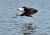 Fishing eagle opt v akci