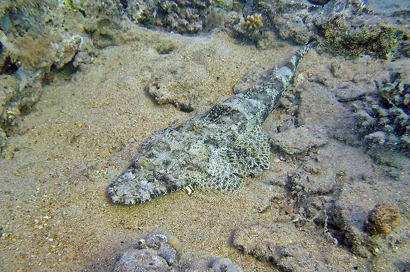 Crocodile fish "krokodl ryba"
