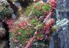 Mli jsme to tst vidt  Frog fish "ab ryba" 