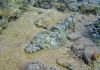 Crocodile fish "krokodl ryba"
