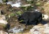 Yak Bohou