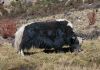 Yak Honza
