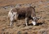 Yak samot