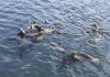 Seals
