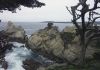 Point Lobos State Park