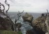 Point Lobos State Park