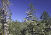 Big Basin