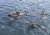 Seals