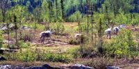 Sample image from gallery